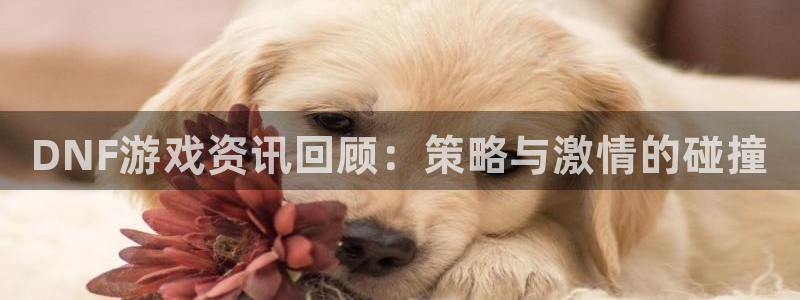赢咖娱乐注册：DNF游戏资讯回顾：策略与激情的碰撞